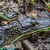 This baby gator was hanging out just off the trail.