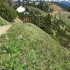 June wildflowers bloom on Hurricane Hill.