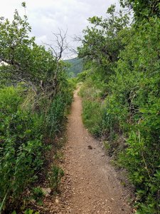 Enjoy easy terrain alongside Gold Camp Reservoir. The shrubbery is brimming with birds.