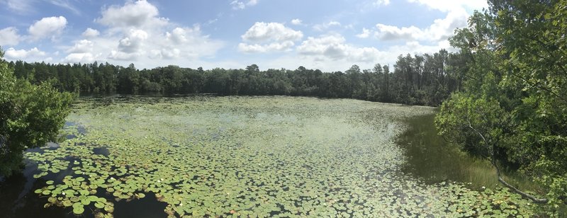 Water lilies grace the pond near the trailhead.