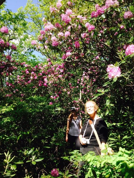 Comers Rock Section goes through dense rhododendron forest (blooms around late May).