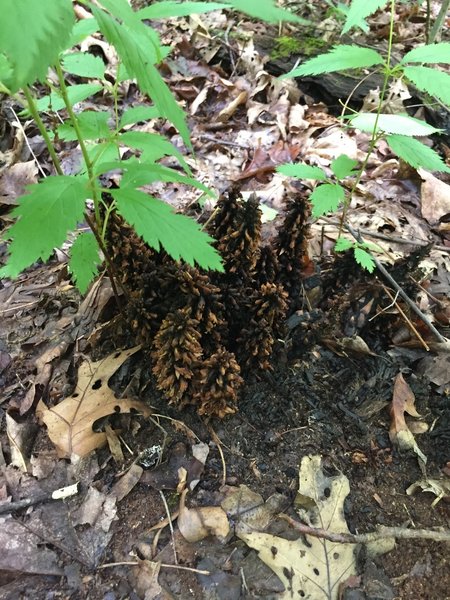 Fungus is plentiful along the trail!