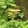 Keep your eyes peeled for different types of fungi along the trail.