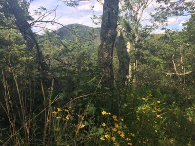 Flowers and views abound on the Patterson Ridge Trail.