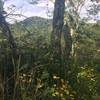 Flowers and views abound on the Patterson Ridge Trail.