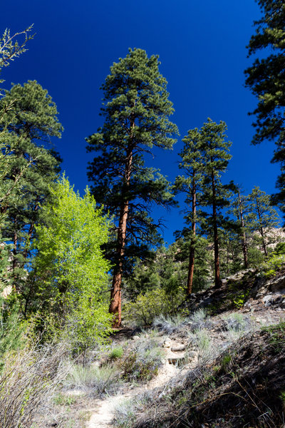 The trail travels up the sandy slopes next to Pine Creek.