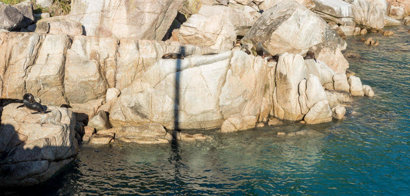 The fur seal colony suns itself on the rocks at Separation Point.