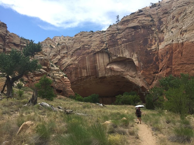 An amphitheater grows along the Escalante River.