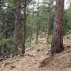 The St. Mary Falls Trail heads toward the summit of Mount Rosa. The terrain is rough and rocky, so be careful.