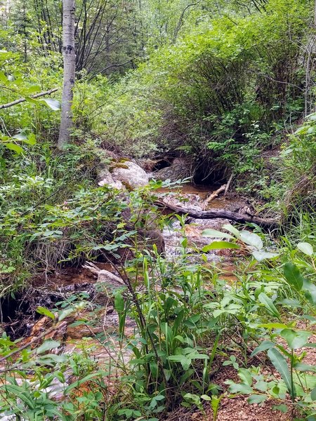 Buffalo Canyon Creek rambles alongside the St. Mary Falls Trail (#624)