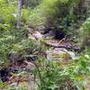 Buffalo Canyon Creek rambles alongside the St. Mary Falls Trail (#624)