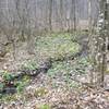 Water winds through this wooded area in a little stream.