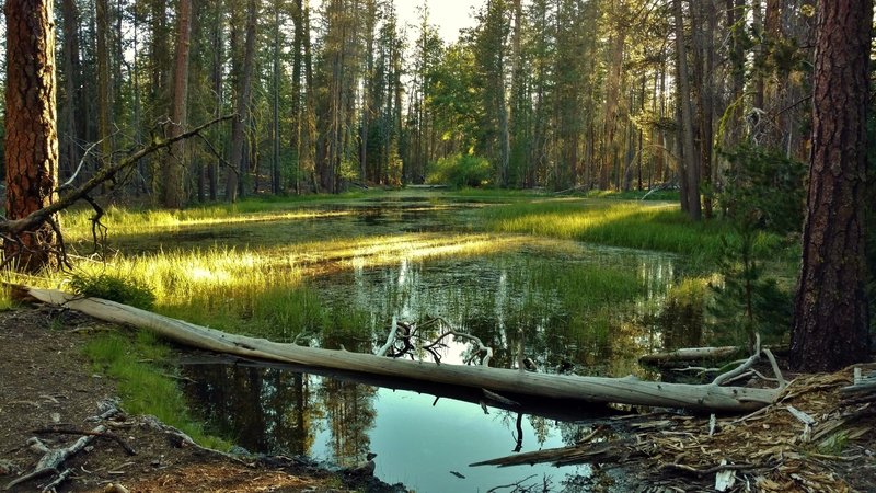 Is it a small shallow pond or a flooded meadow? This is along the Lily Pond Trail.