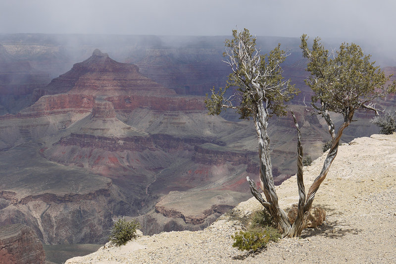 A lone tree witnesses a moody Grand Canyon from Maricopa Point.