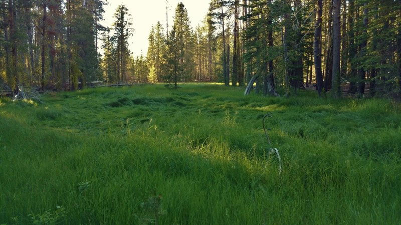 Enjoy this small, lush meadow along the Lily Pond Trail.