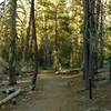 Lily Pond Trail meanders through the pines with numbered posts corresponding to descriptions in the self-guided trail pamphlet.