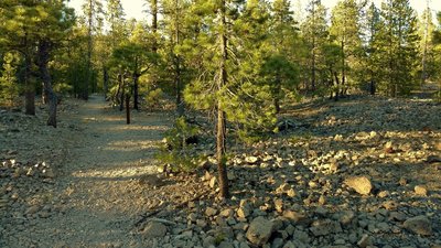 Experience the Dwarf Forest, a rejuvenating forest, along Lily Pond Trail. The rocks are part of Chaos Jumble, the remnants of a huge rock avalanche that buried the original forest about 350 years ago.