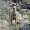 Deer graze near Bright Angel Campground.