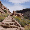 Yellow flowers grow along the Bright Angel Trail.