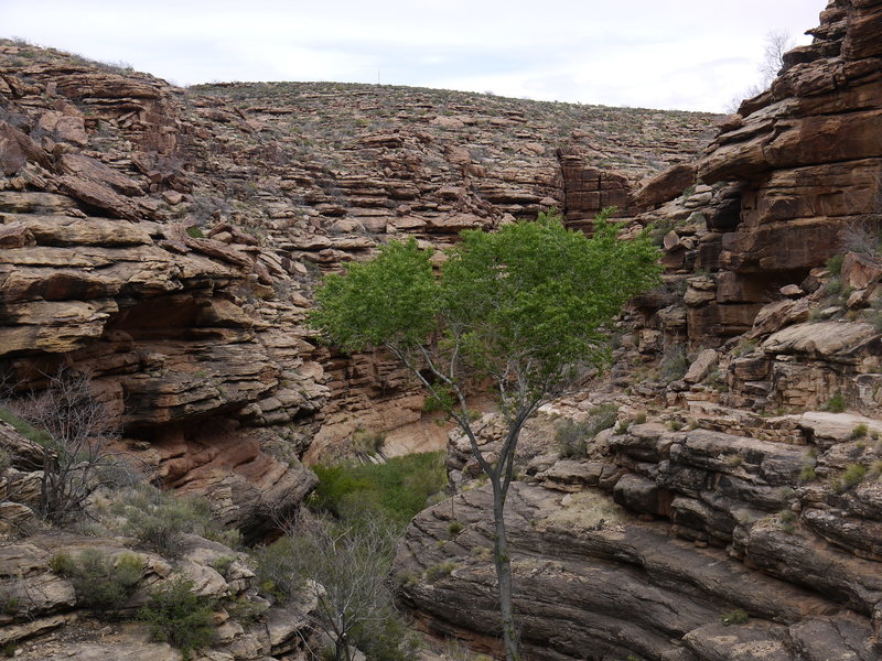 A spindly tree grows in the Devil's Corkscrew region of the Bright Angel Trail.