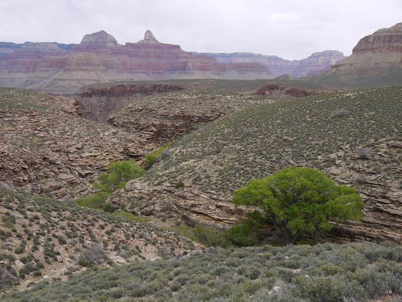 Bright Angel Canyon poses with Zoroaster Temple in the distance across the Colorado River.