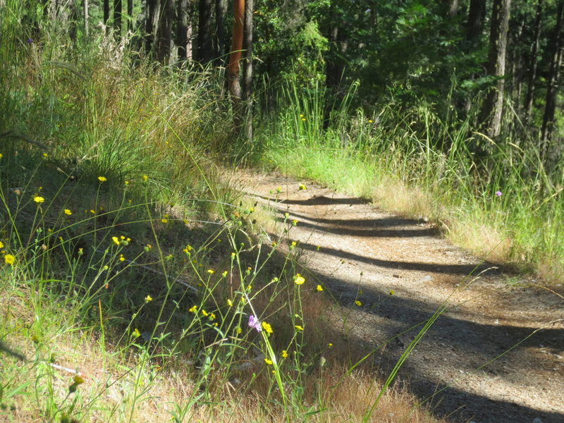 The Caterpillar Trail is buffered by a wide mix of grasses and flowers.