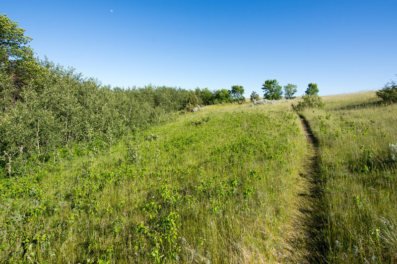 Along the trail to Sperati Point, enjoy beautiful grassy meadows and a big, big sky.