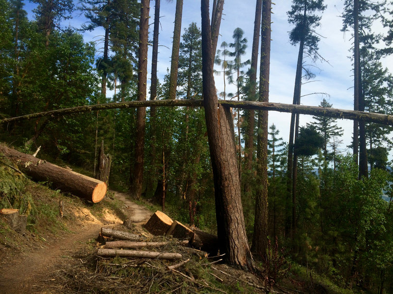 Arboreal art is just one of the many treasures you'll find on the Catwalk Trail.