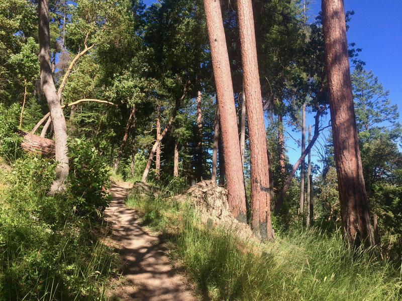 Ponderosas, madrones, and grasses grow fervently along the Catwalk Trail.