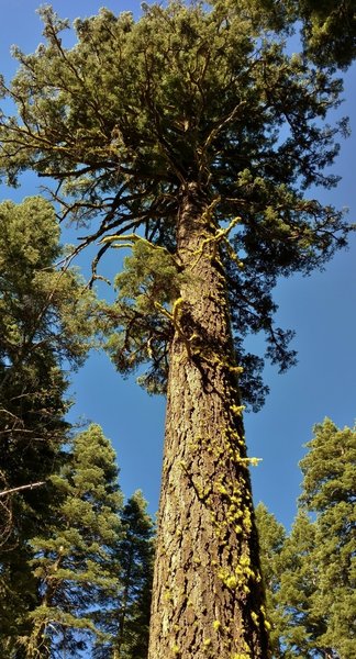 A huge, beautiful old-growth fir grows along the Chaos Crags Trail.