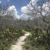 The Bella Vista Trail is rife with lush green undergrowth.