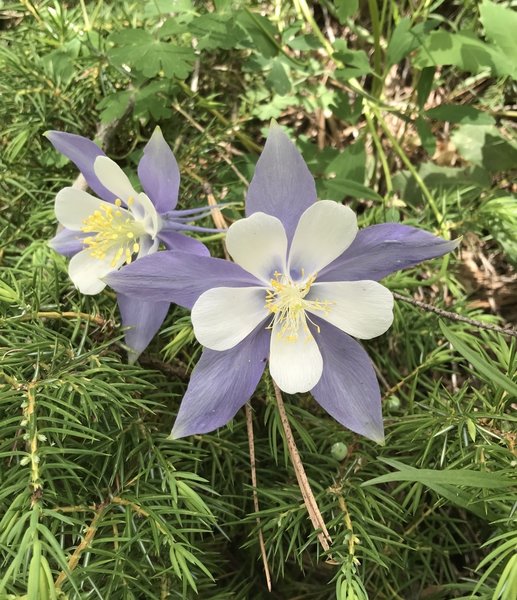 The Colorado State flower, the Columbine, grows in abundance along the Levi Trail in June.