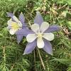 The Colorado State flower, the Columbine, grows in abundance along the Levi Trail in June.