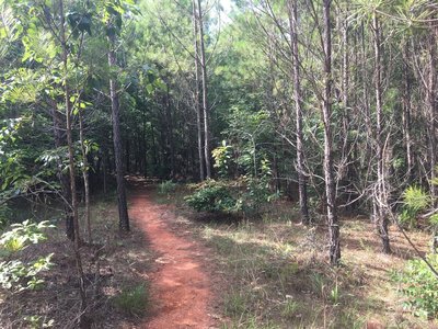 The Deadening Alpine Trail is smooth and manicured near the trailhead.