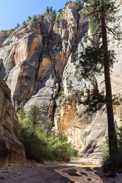 This is a view of Willis Creek before it joins Sheep Creek.