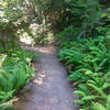 The Toothpick Trail offers plenty of shade amongst the ferns.