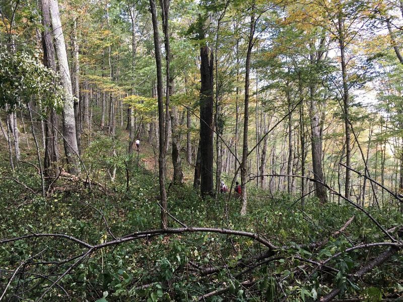 Singletrack on the final climb to the fire tower.