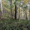 Singletrack on the final climb to the fire tower.