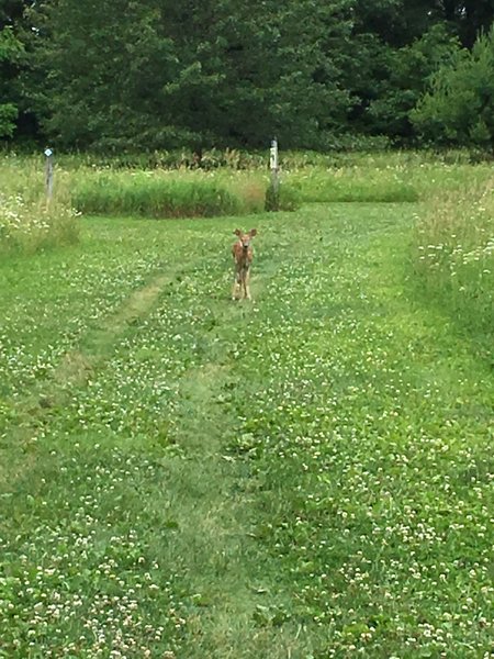 A baby deer hunts for tasty clover along the trail.