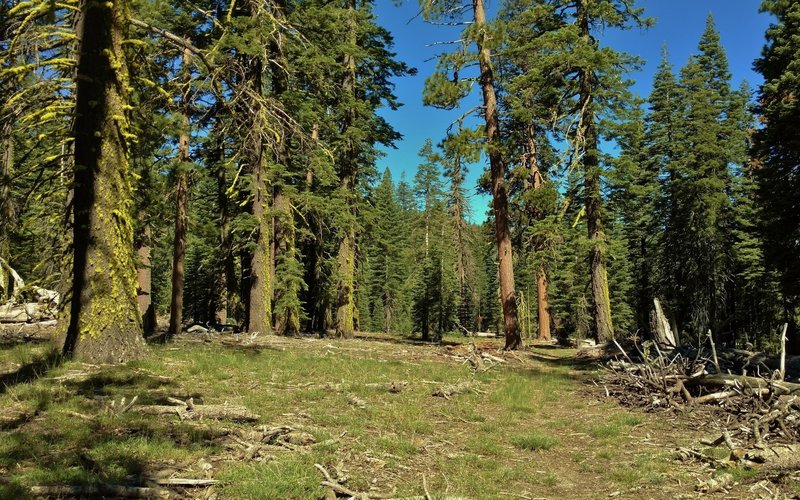 Nobles Emigrant Trail (West) goes through small meadows nestled in the old-growth fir forest.