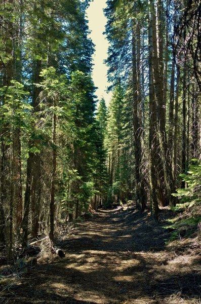 Enjoy the solitude going through the dense, tall firs on Nobles Emigrant Trail (West).