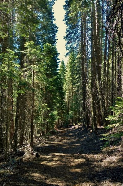 Enjoy the solitude going through the dense, tall firs on Nobles Emigrant Trail (West).