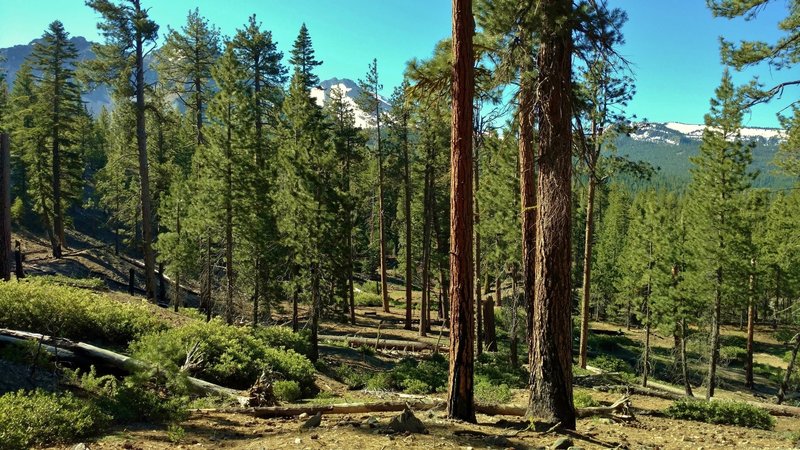 Experience the fir forests and mountains of Lassen Volcanic National Park. The Chaos Crags, Mt. Lassen, and nearby peaks can be seen through the pines along the Nobles Emigrant Trail (West).