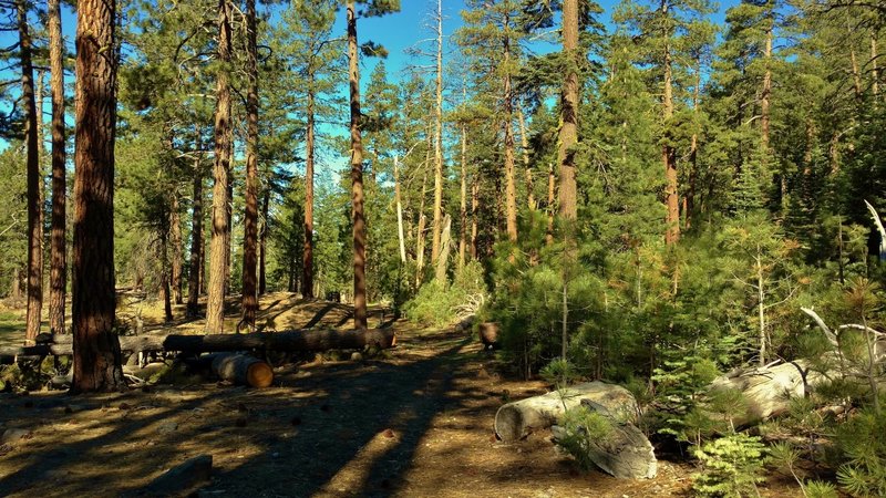 Nobles Emigrant Trail (West) goes through the beautiful fir forests of Lassen National Park.