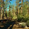 Nobles Emigrant Trail (West) goes through the beautiful fir forests of Lassen National Park.