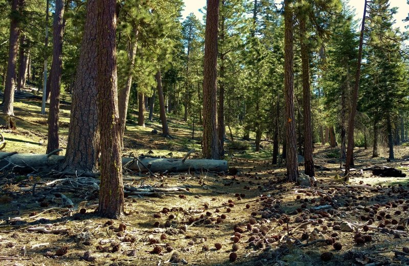 Lots of pine cones fall in among the pine trunks along the Nobles Emigrant Trail (West). The trail can be challenging to find in the thinly forested sections, so look carefully for yellow dots on trees ahead and behind.