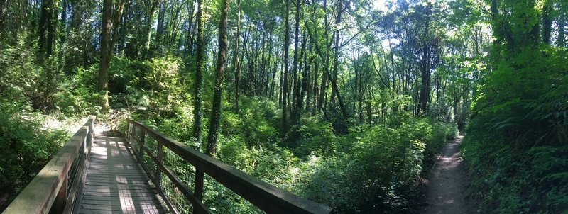 The Marquam Trail is a well-maintained trail with plenty of easy creek crossings.