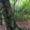 A grizzled old beech tree stands guard along the trail.