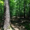 The Ridge Trail travels through dense forests.