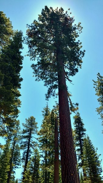 Beautiful, tall, old-growth firs flourish along the Manzanita Creek Trail.